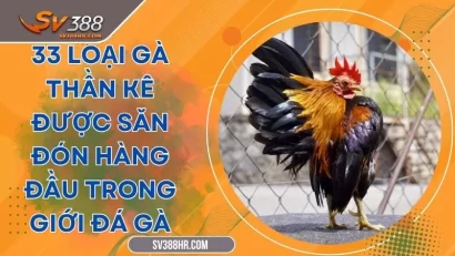33 Loại Gà Thần Kê Được Săn Đón Hàng Đầu Trong Giới Đá Gà