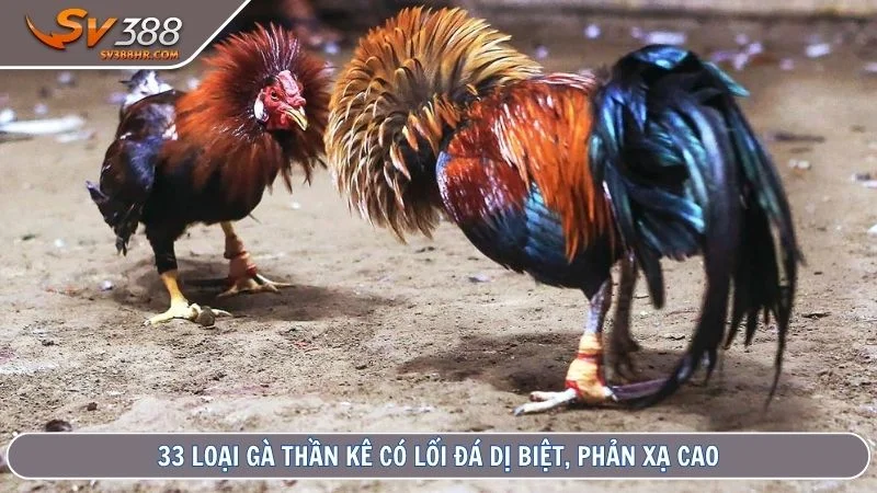 33 loại gà thần kê có lối đá dị biệt, phản xạ cao