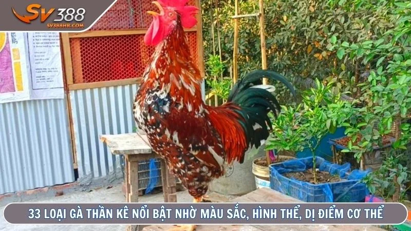 33 loại gà thần kê nổi bật nhờ màu sắc, hình thể, dị điểm cơ thể