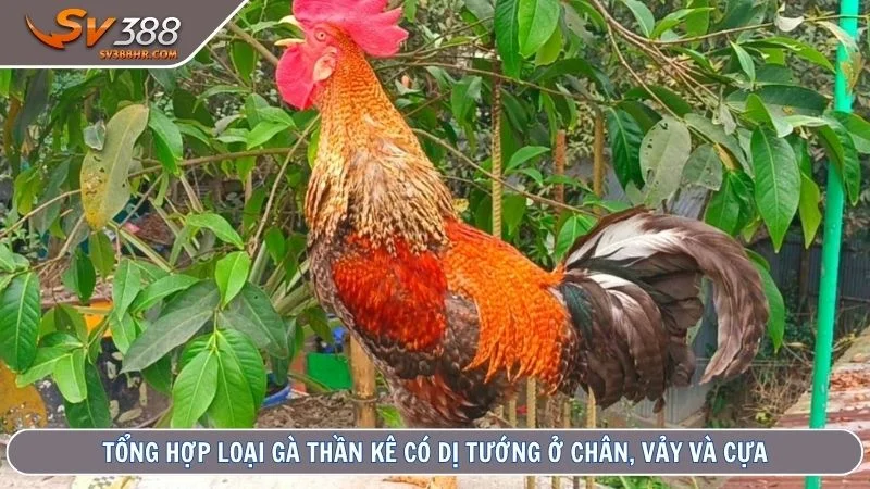 Tổng hợp loại gà thần kê có dị tướng ở chân, vảy và cựa