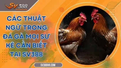 Các Thuật Ngữ Trong Đá Gà Mọi Sư Kê Cần Biết Tại SV388