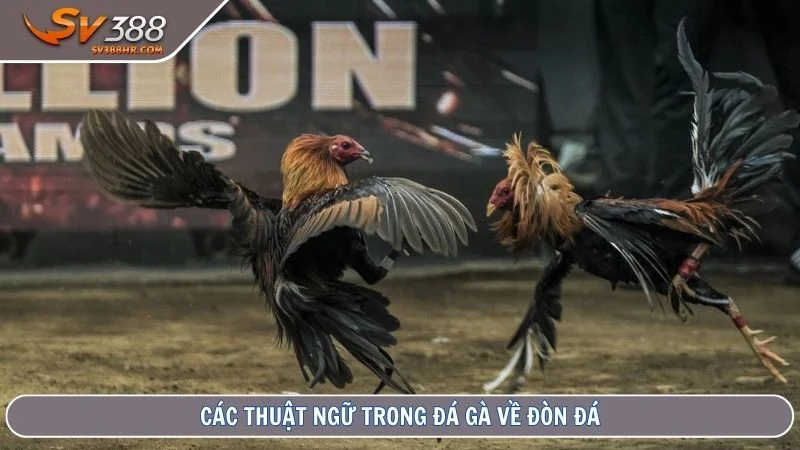 Các thuật ngữ trong đá gà về đòn đá