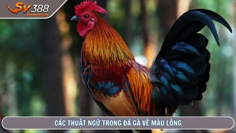 Các thuật ngữ trong đá gà về màu lông