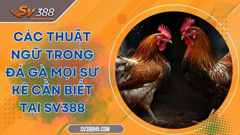 Các Thuật Ngữ Trong Đá Gà Mọi Sư Kê Cần Biết Tại SV388
