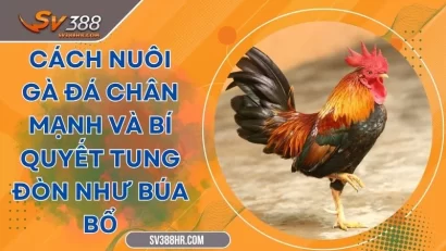 Cách Nuôi Gà Đá Chân Mạnh Và Bí Quyết Tung Đòn Như Búa Bổ