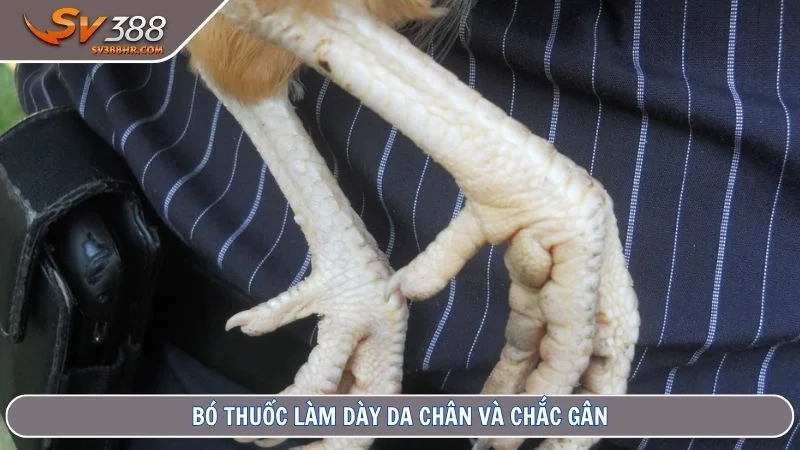 Bó thuốc làm dày da chân và chắc gân