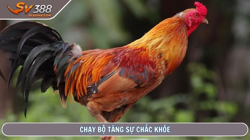 Chạy bộ tăng sự chắc khỏe