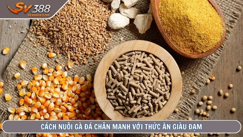 Cách nuôi gà đá chân mạnh với thức ăn giàu đạm