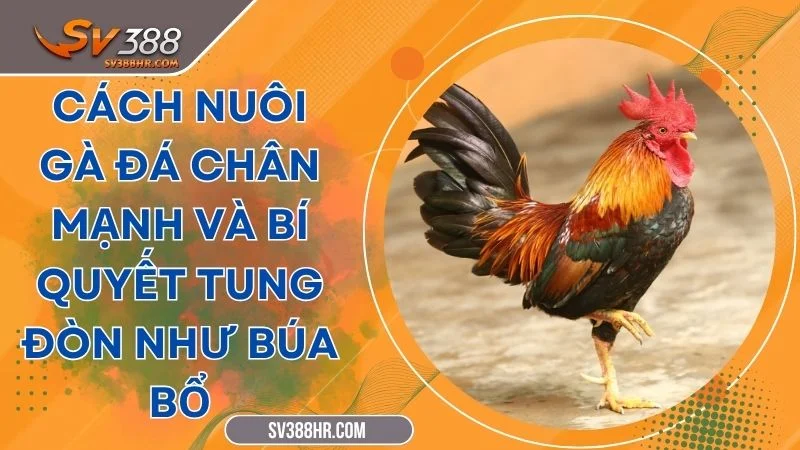 Cách Nuôi Gà Đá Chân Mạnh Và Bí Quyết Tung Đòn Như Búa Bổ
