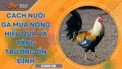 Cách Nuôi Gà Mùa Nóng Hiệu Quả Và Tăng Trưởng Ổn Định