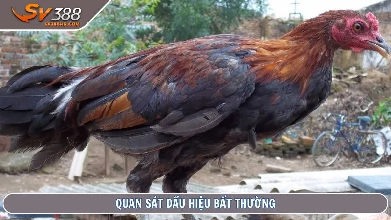 Quan sát dấu hiệu bất thường