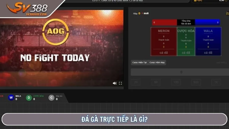 Đá gà trực tiếp là gì?