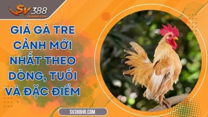Giá Gà Tre Cảnh Mới Nhất Theo Dòng, Tuổi Và Đặc Điểm
