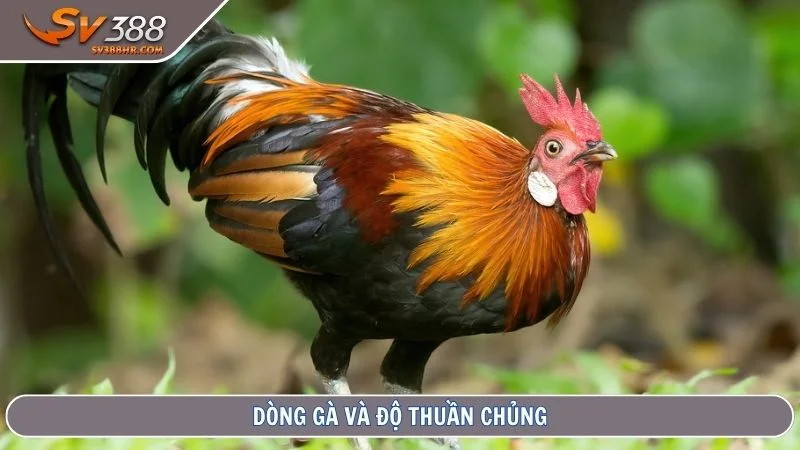 Dòng gà và độ thuần chủng
