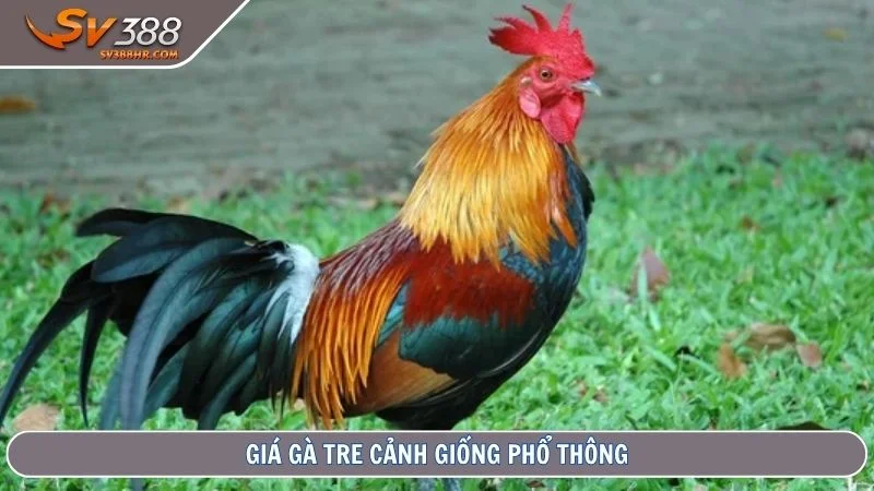 Giá gà tre cảnh giống phổ thông