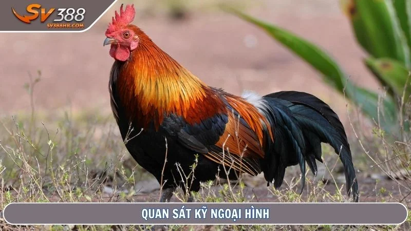 Quan sát kỹ ngoại hình