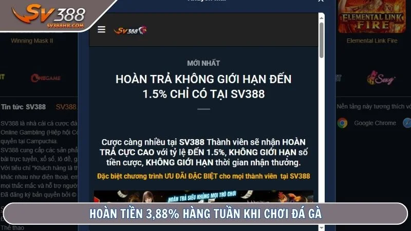 Hoàn tiền 3,88% hàng tuần khi chơi đá gà