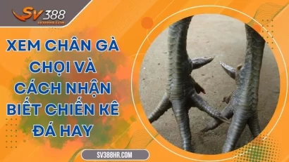 Xem Chân Gà Chọi Và Cách Nhận Biết Chiến Kê Đá Hay