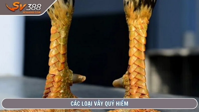 Các loại vảy quý hiếm