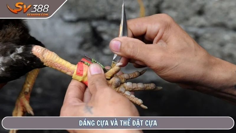 Dáng cựa và thế đặt cựa