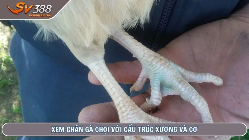 Xem chân gà chọi với cấu trúc xương và cơ